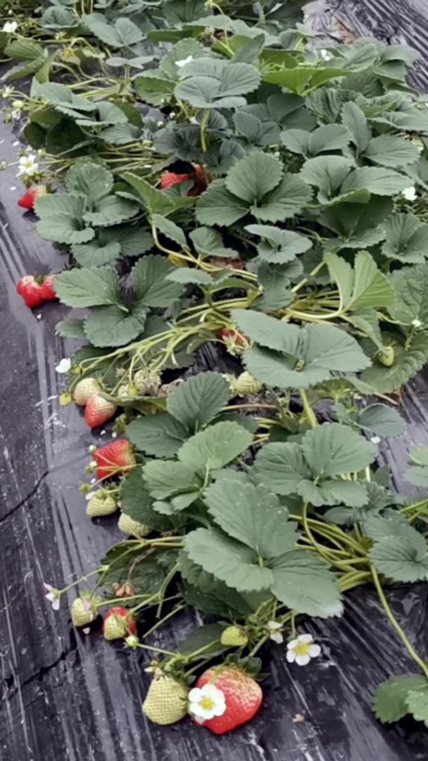 草莓种植基地视频的预览图