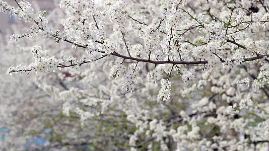 春天的背景是春天的樱花视频的预览图