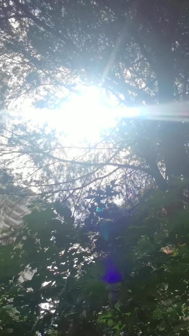 叶子里的阳光闪烁视频的预览图
