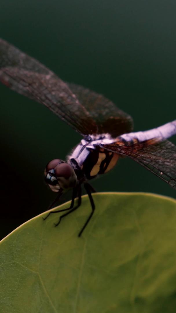夏季荷塘蜻蜓特写视频的预览图