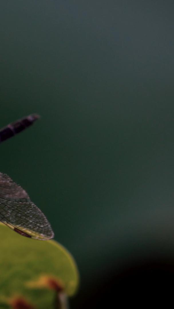 夏季荷塘蜻蜓特写视频的预览图