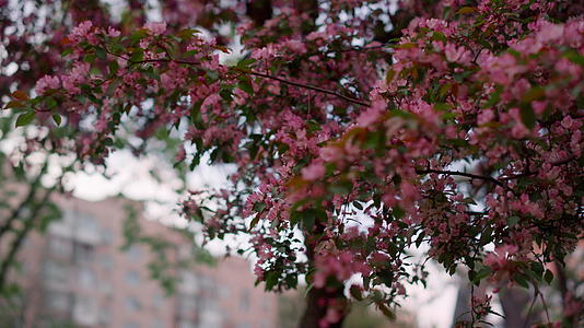 粉红色的花朵盛开在树上视频的预览图