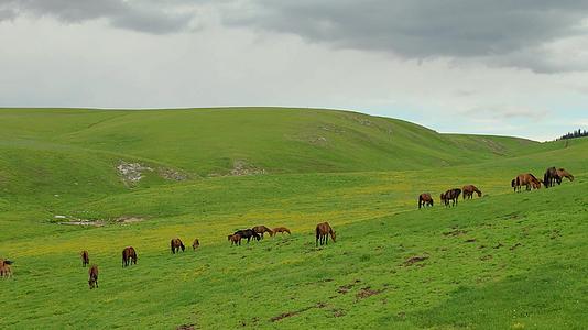 5A景区喀拉峻草原上吃草的马群航拍视频视频的预览图