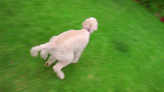 白狗在花园后院的绿草上奔跑视频的预览图