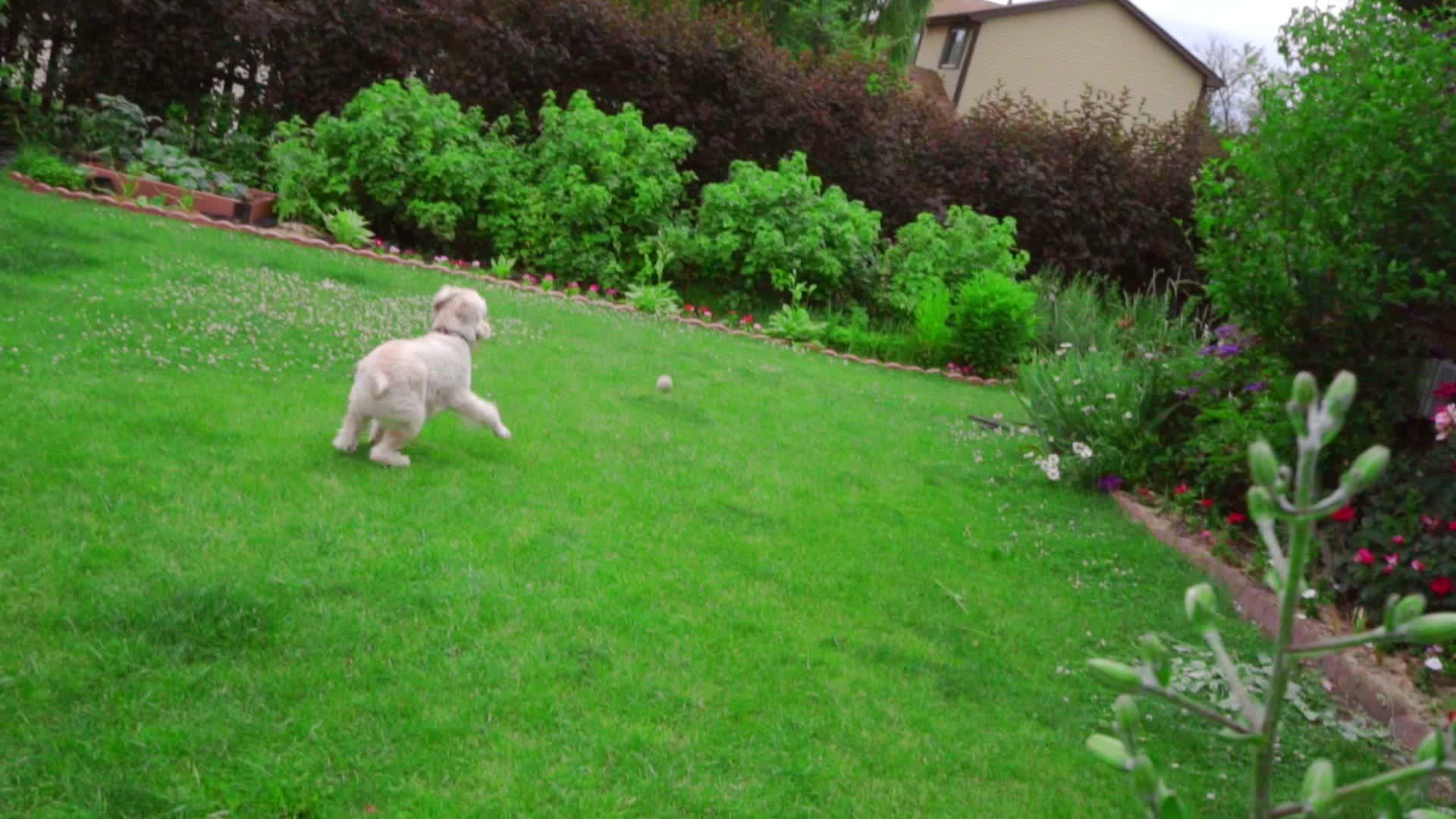 狗在玩具手里扔网球狗打视频的预览图