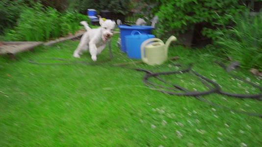 玩狗在后院花园里跑草白狗在外面玩视频的预览图