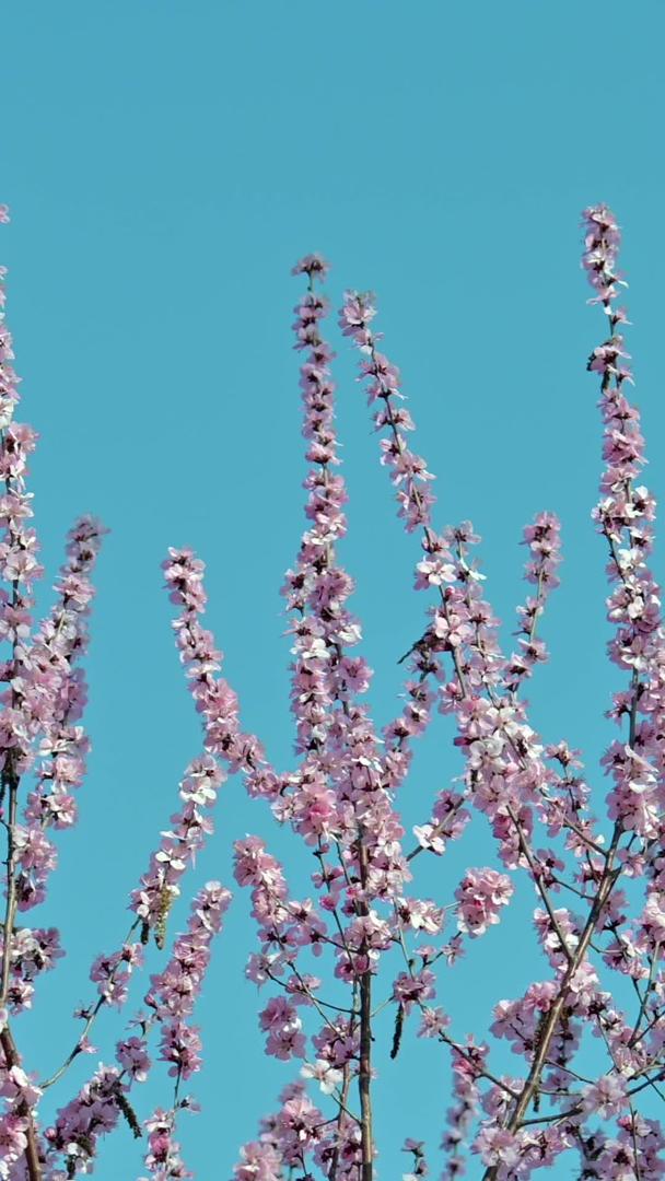 樱花节视频的预览图