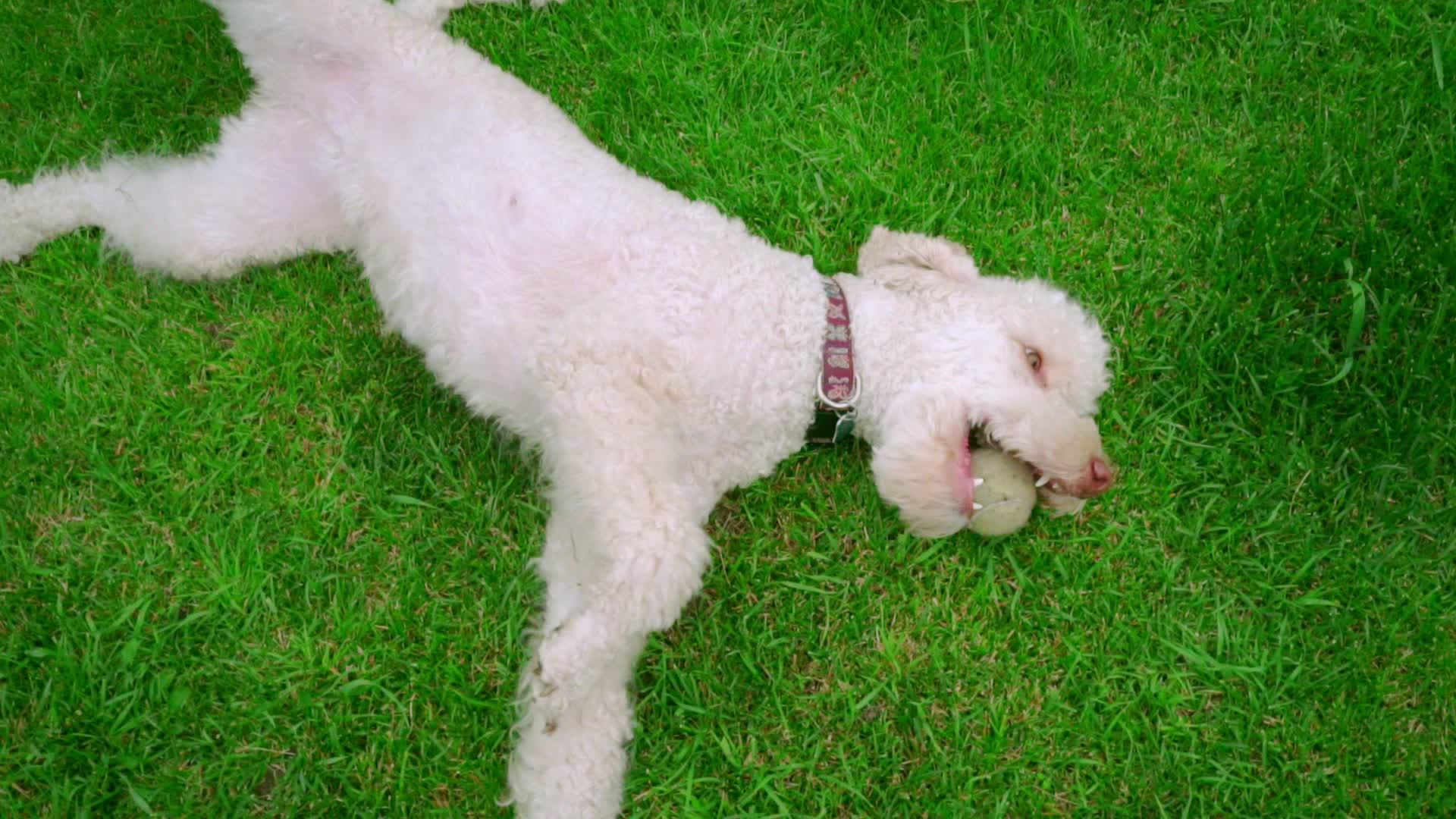 白狗躺在绿草上嘴里拿着白狗休息视频的预览图