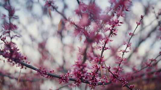 粉红樱花盛开的特写视频的预览图