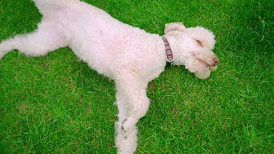 白狗躺在绿草地上狗躺在绿草地上视频的预览图