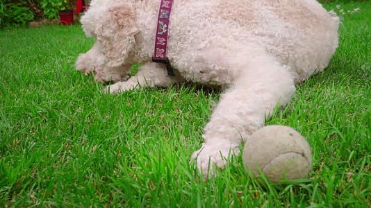 白狗吃草关闭躺在绿坪上的白狗视频的预览图