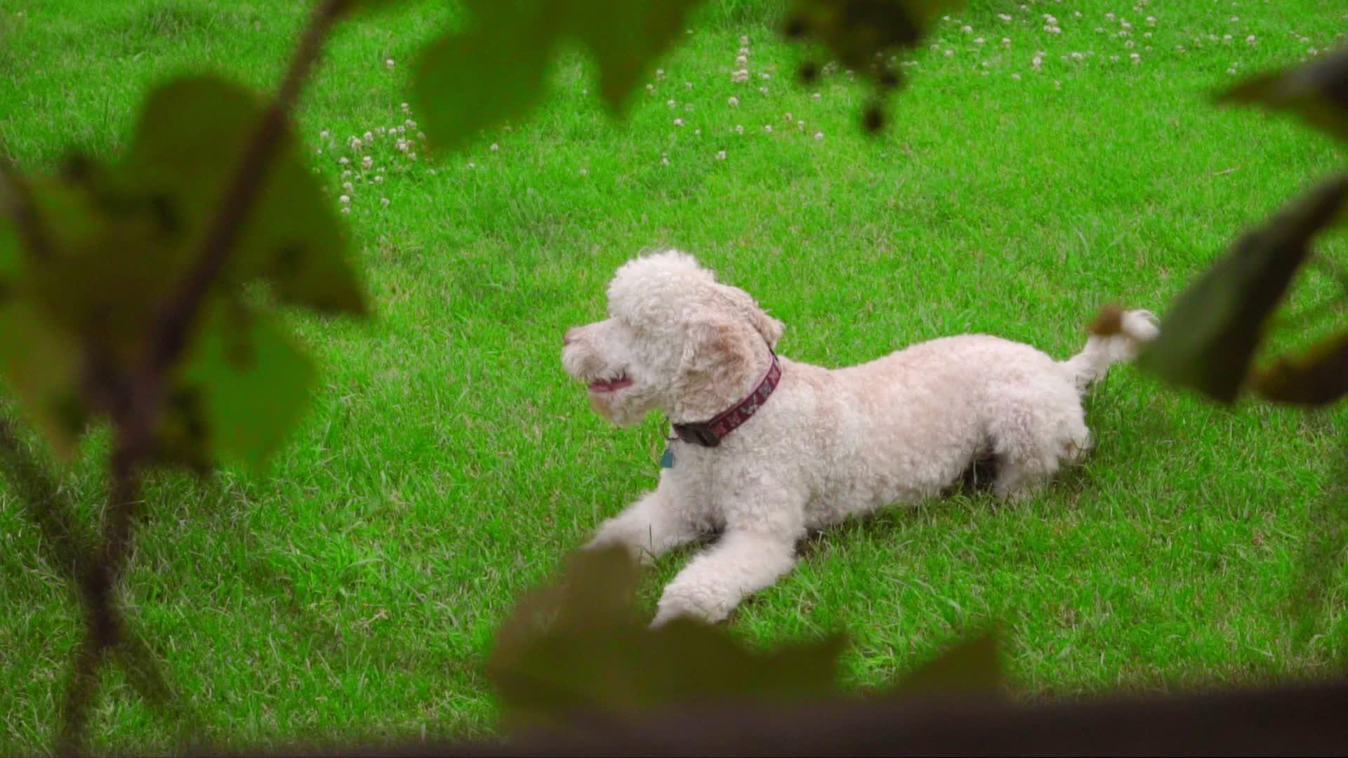 照相机监视躺在草地上的白狗视频的预览图