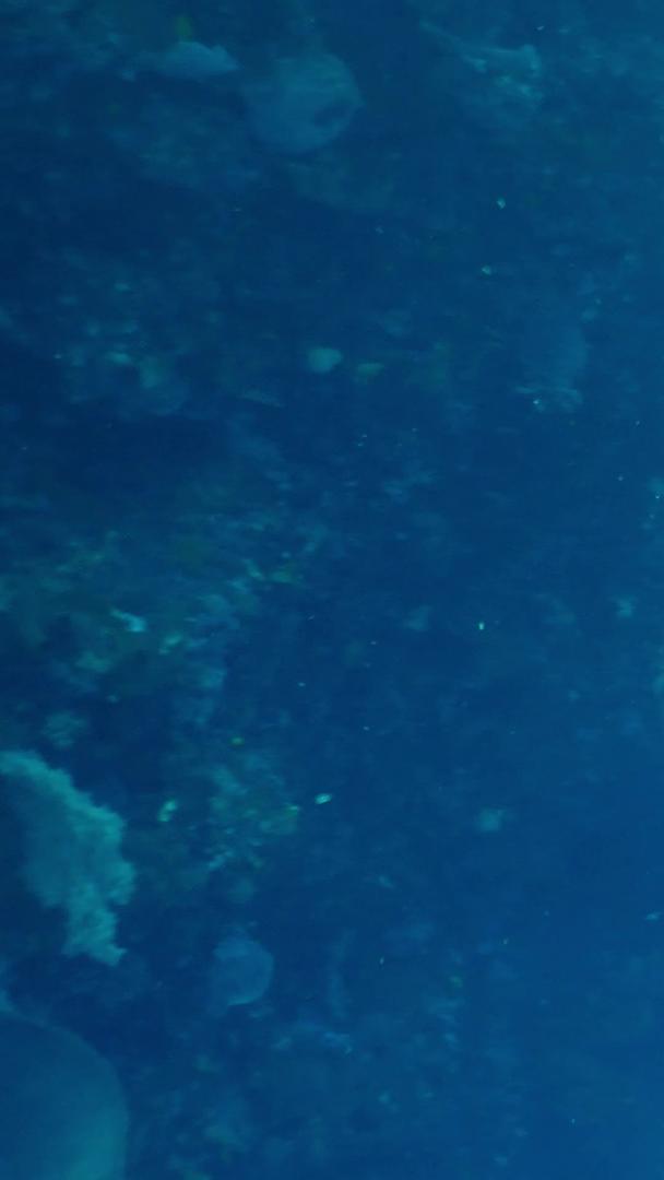 潜水员潜水的海底实拍视频的预览图