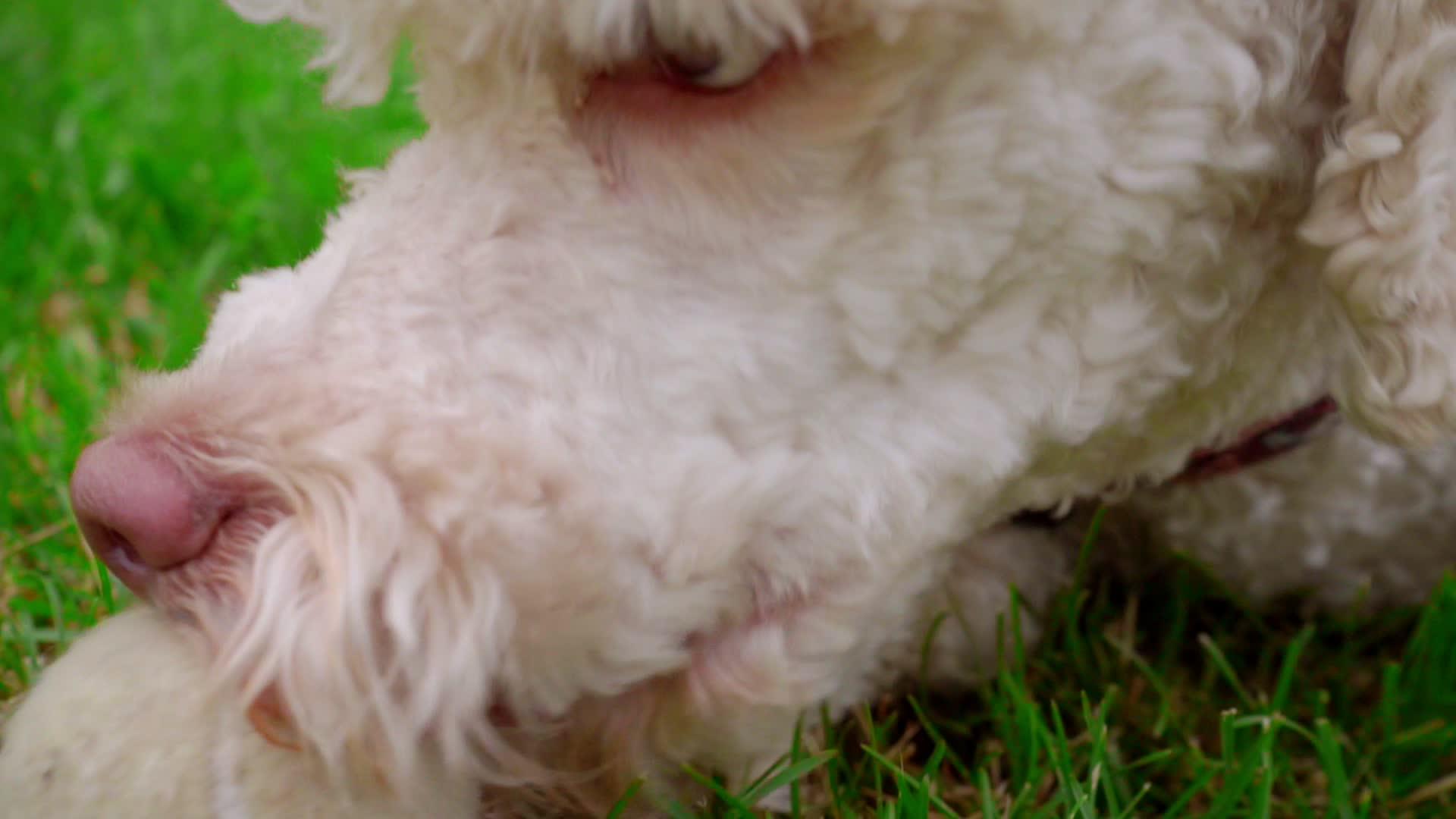 白狗在绿草上玩球狗的脸张开嘴视频的预览图