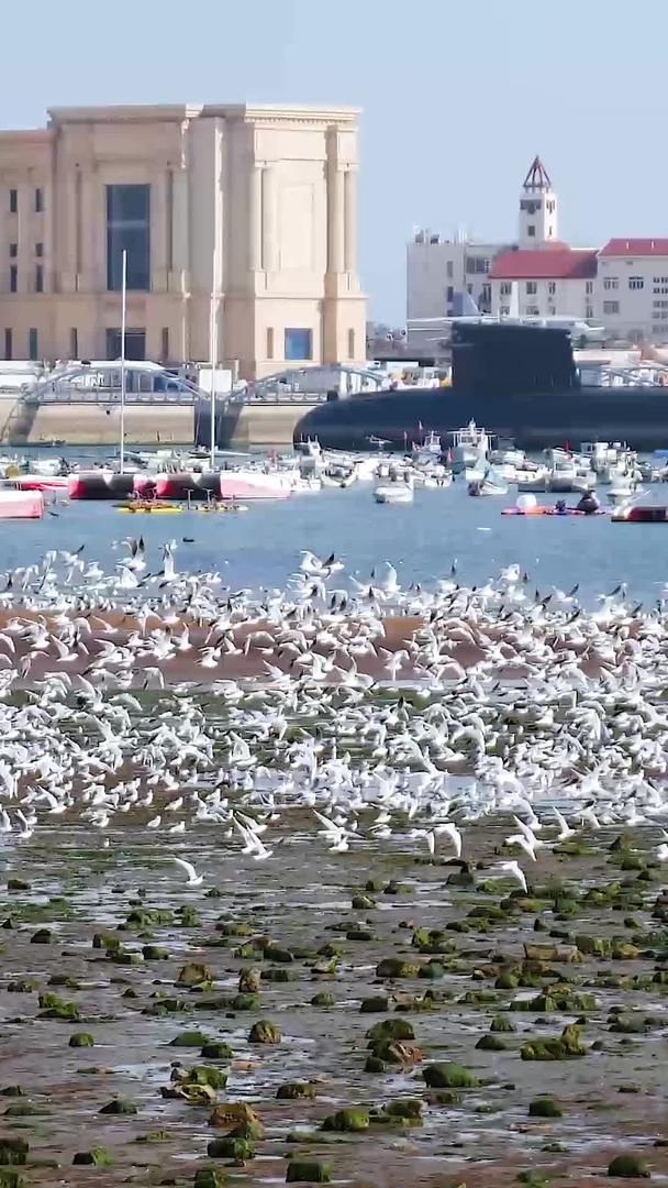海鸥群聚集在青岛海边视频的预览图