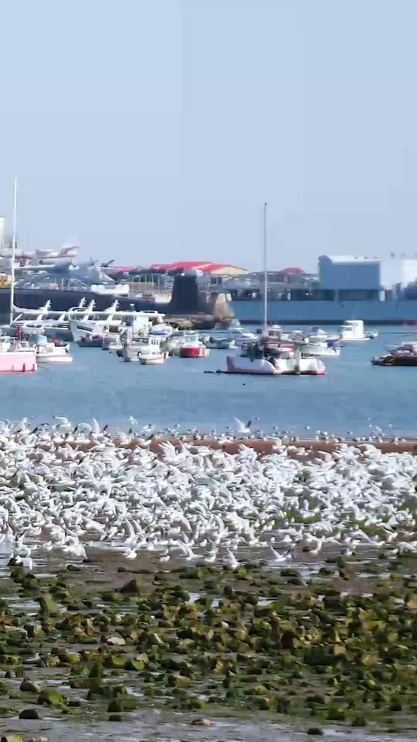 海鸥群聚集在青岛海边视频的预览图