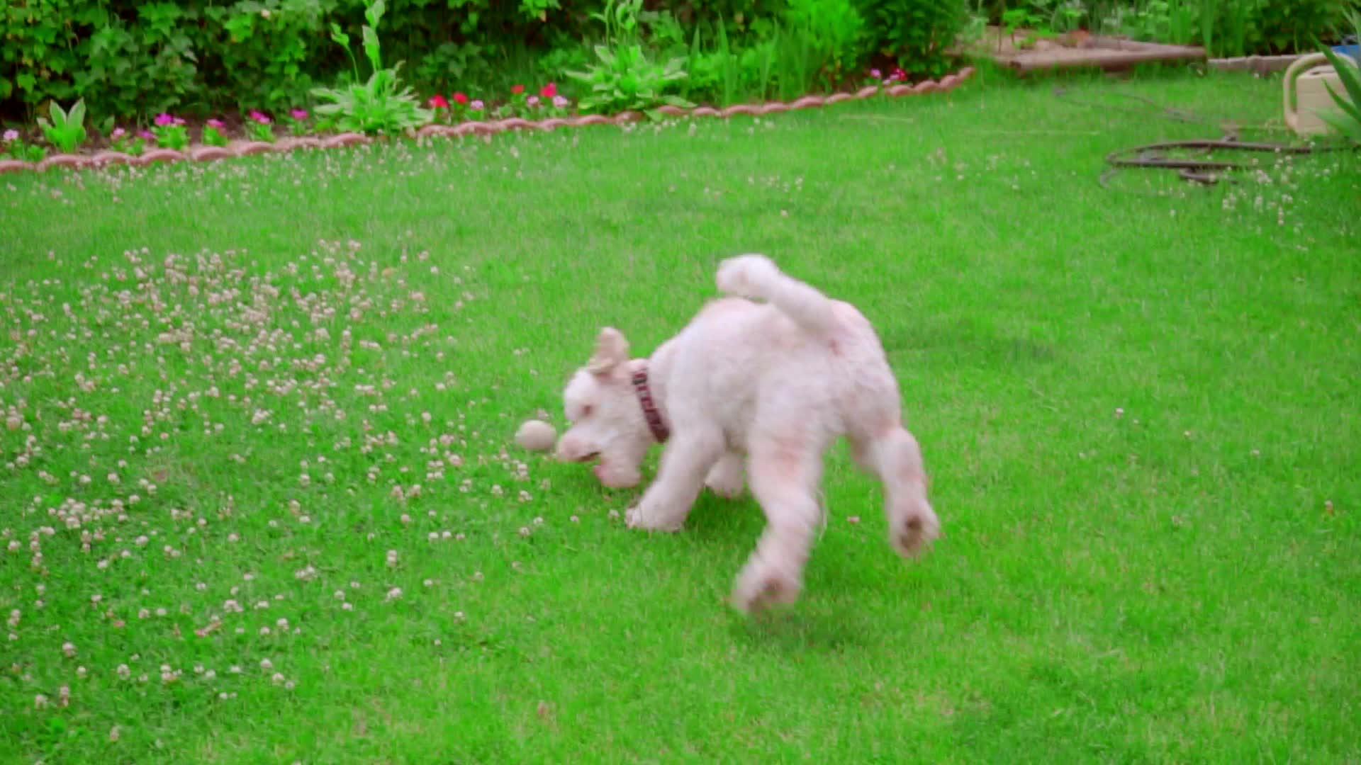 狗主扔球在草地上抓球狗打网视频的预览图