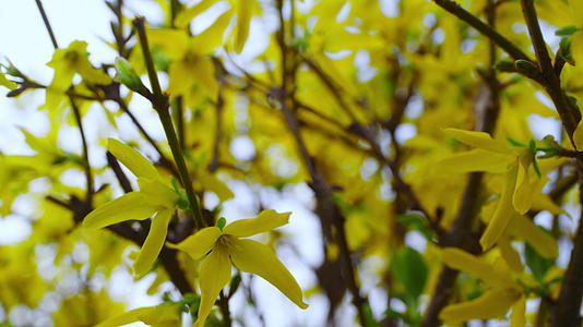 美丽的花园里大灌木的小黄花在风中摇曳视频的预览图