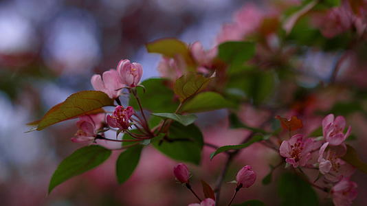 桃花盛开的户外公园视频的预览图
