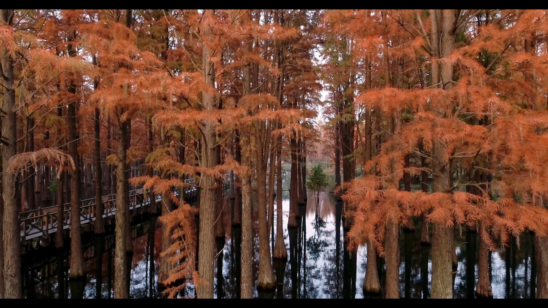 4K上海青浦区青西郊野公园水上森林视频的预览图