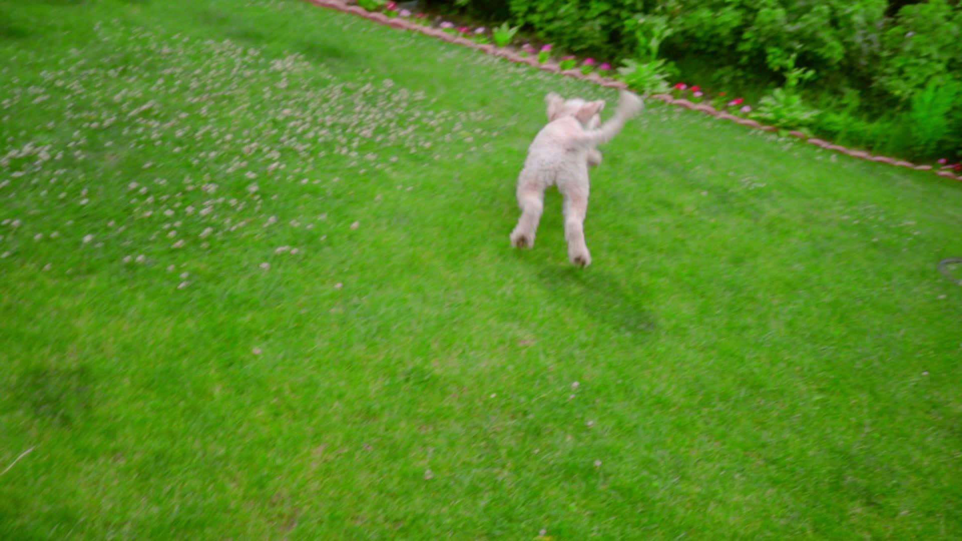 狗在绿草上打球狗在嘴里打球视频的预览图