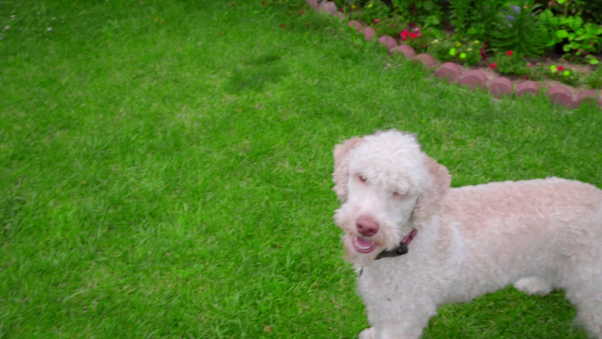 白狗在绿草上打球视频的预览图