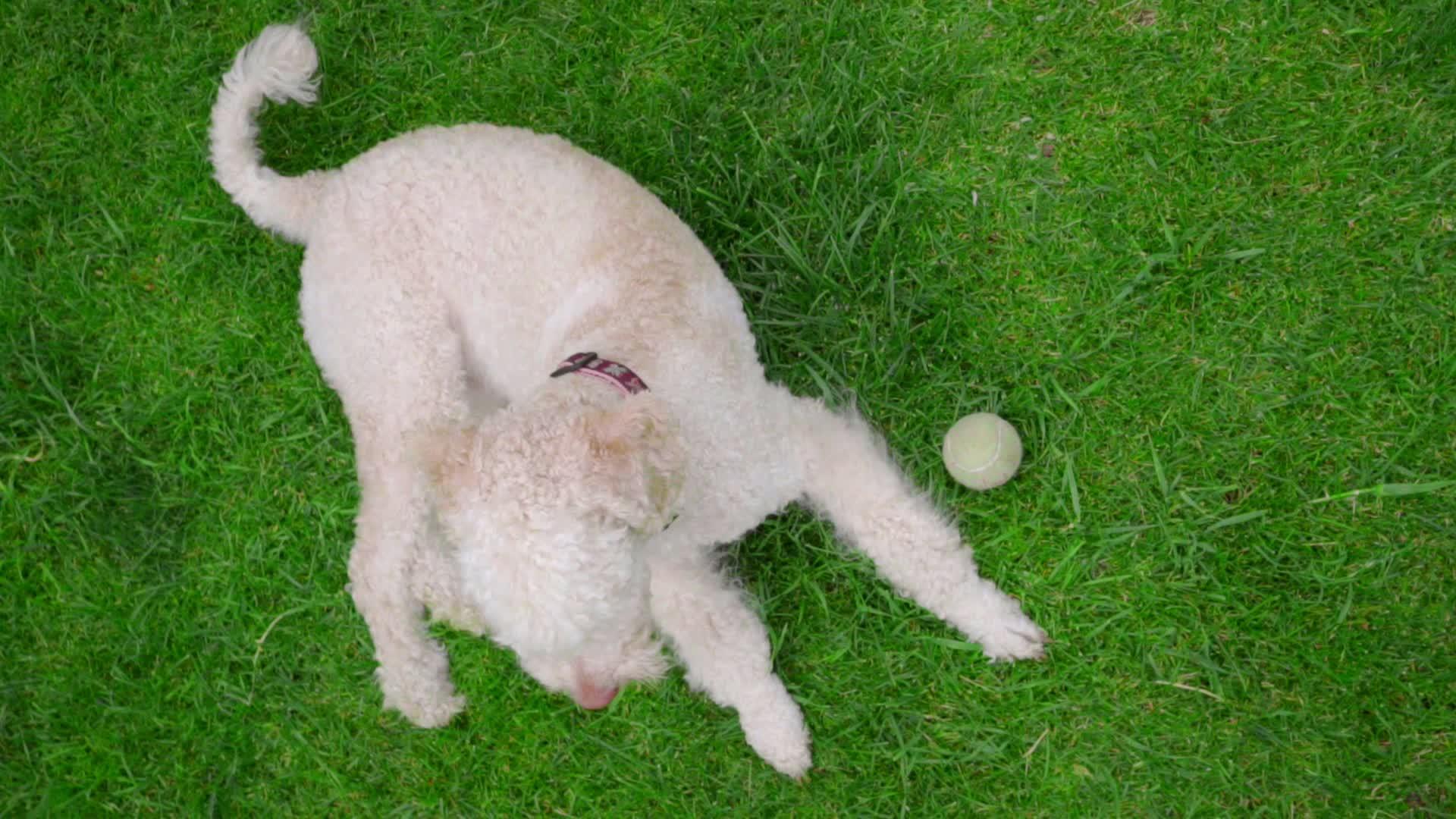 躺在绿草地上的狗白在草地上放松时稳定的相机视频的预览图