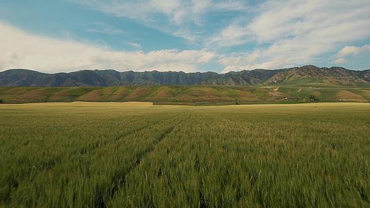 航拍新疆伊犁金色的麦田与天山山脉视频