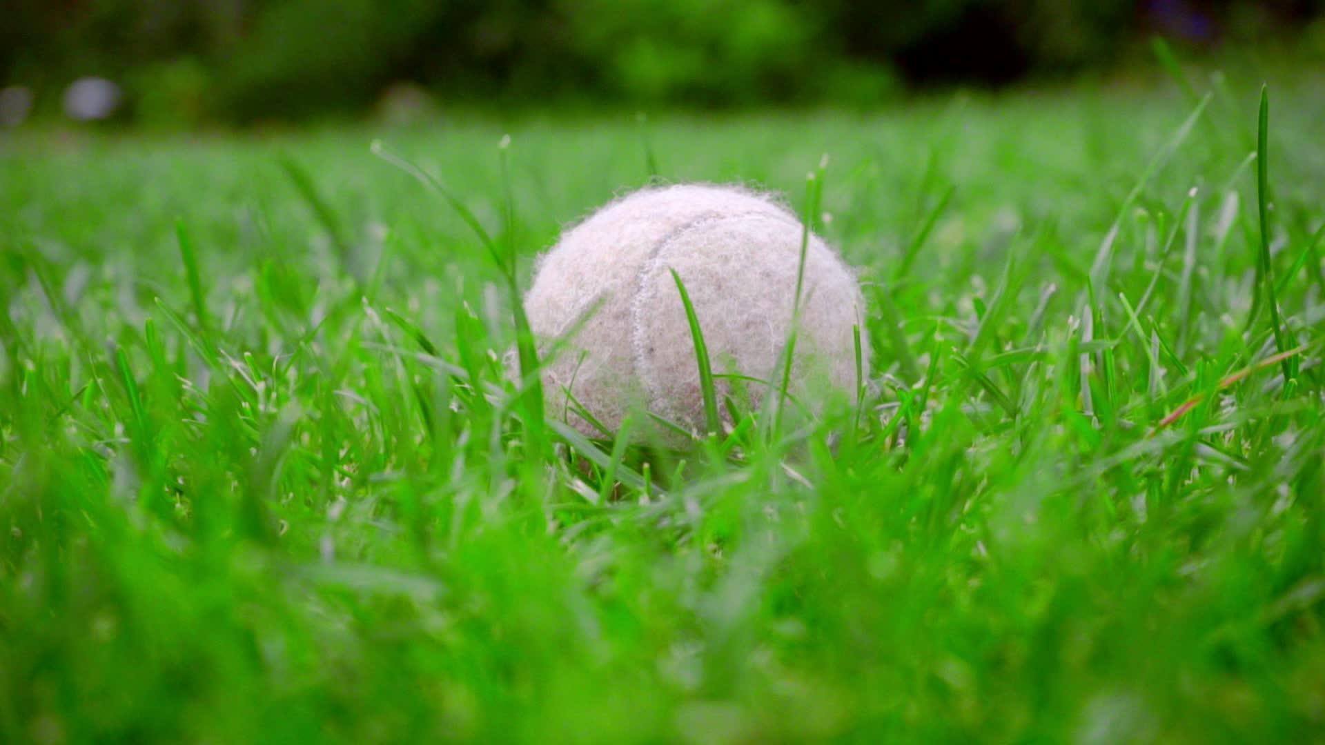 狗玩具白网球绿草坪视频的预览图