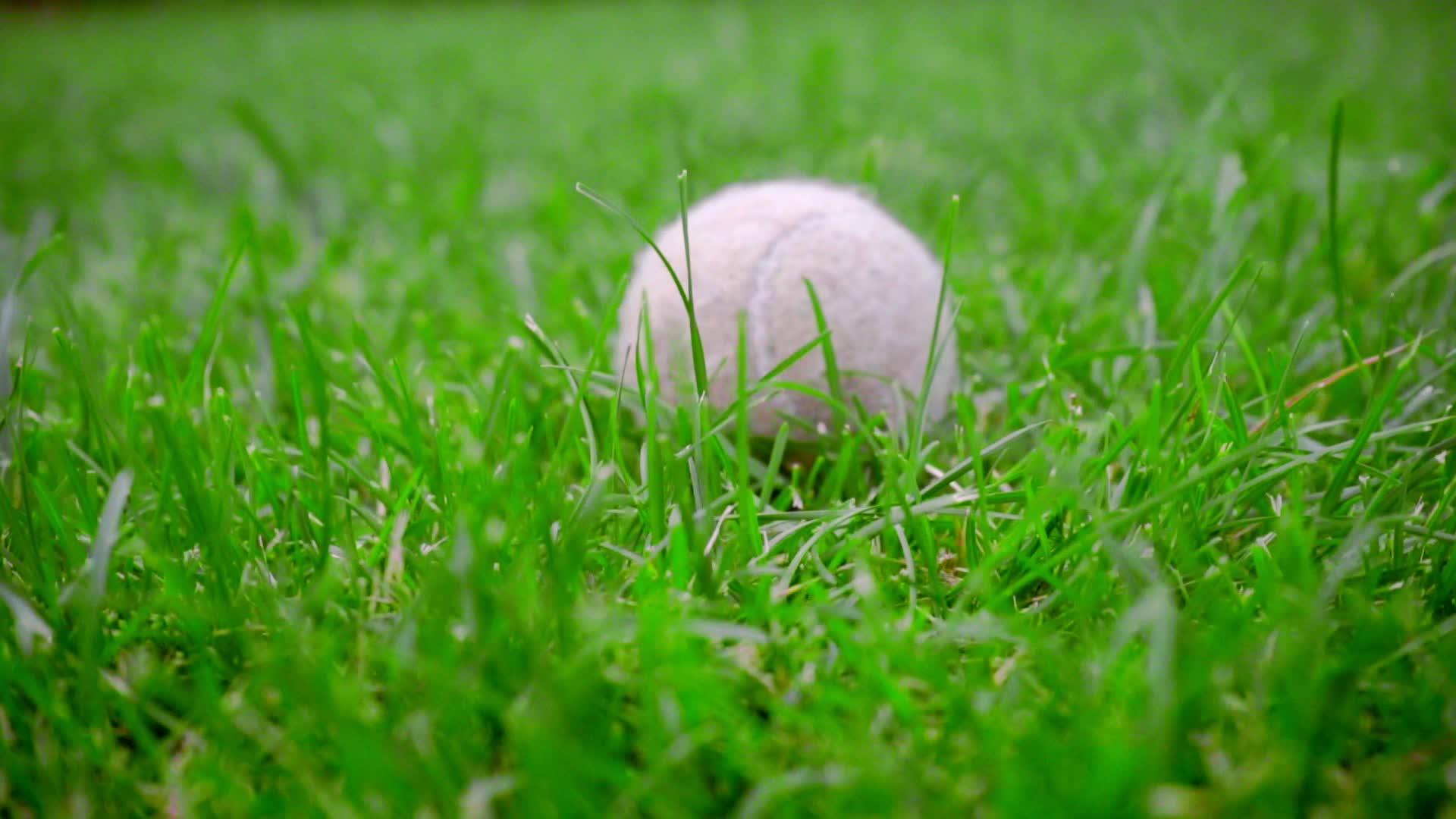 网球白草上绿草近距离视频的预览图