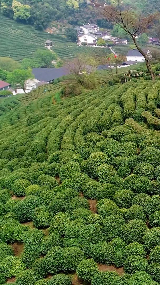 杭州春景十里琅满满的茶园采茶景色视频的预览图