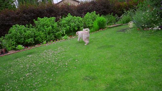 狗在花园后院的绿草地上奔跑视频的预览图