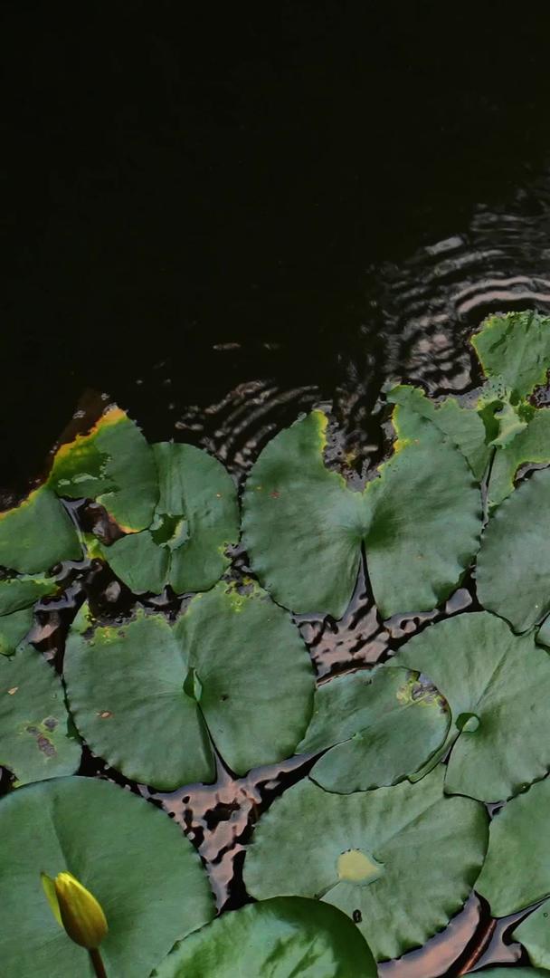 慢镜头升级拍摄材料城市夏季荷塘荷叶下的金鱼视频的预览图