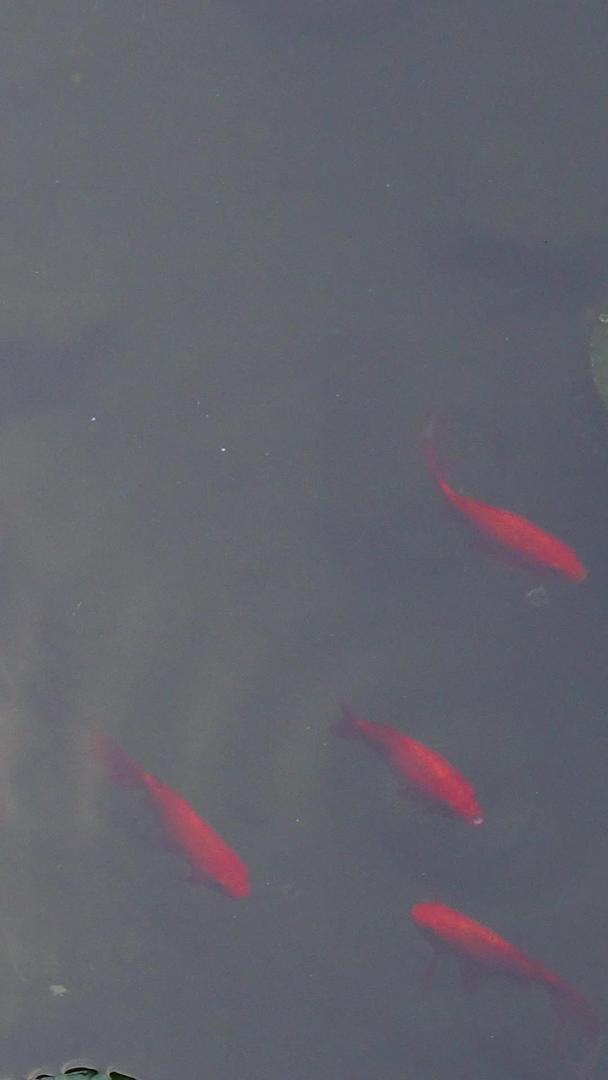 慢镜头升级拍摄材料城市夏季荷塘荷叶下的金鱼视频的预览图