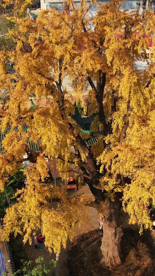 航拍500年金黄色古银杏树旅游地标材料视频的预览图