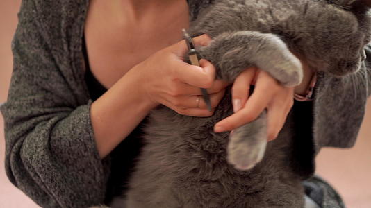 女人割猫爪宠物指甲钉回家视频的预览图