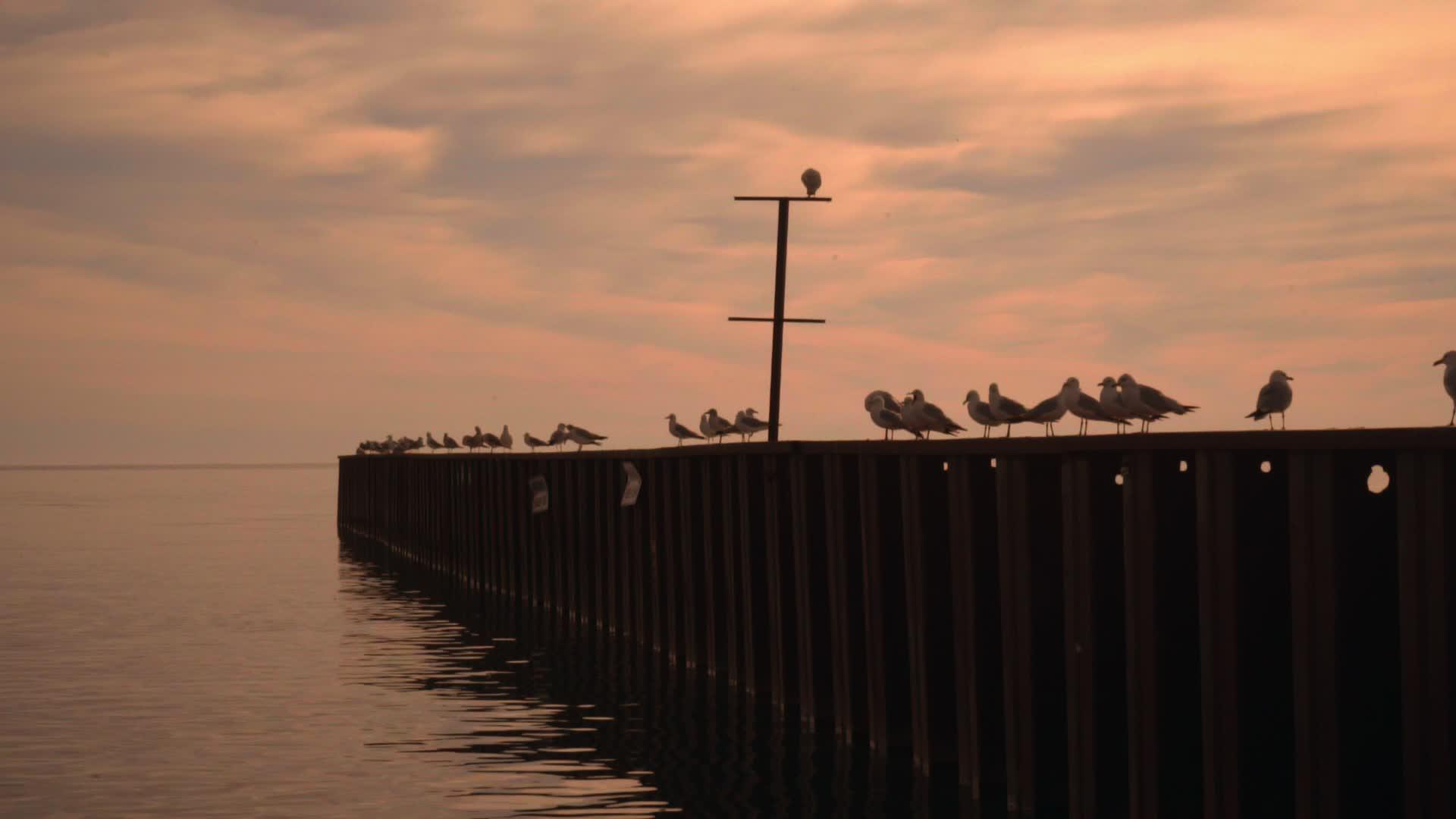 坐在码头上的海鸥日落时有海鸥码头视频的预览图