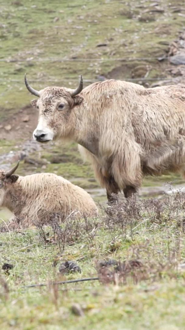 两条牦牛在溪边悠闲地休息和反刍视频的预览图