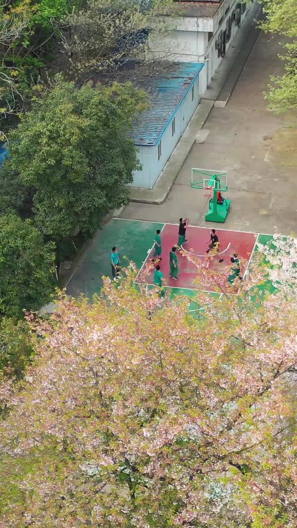 在武汉春季校园樱花树下航拍打篮球的学生视频的预览图
