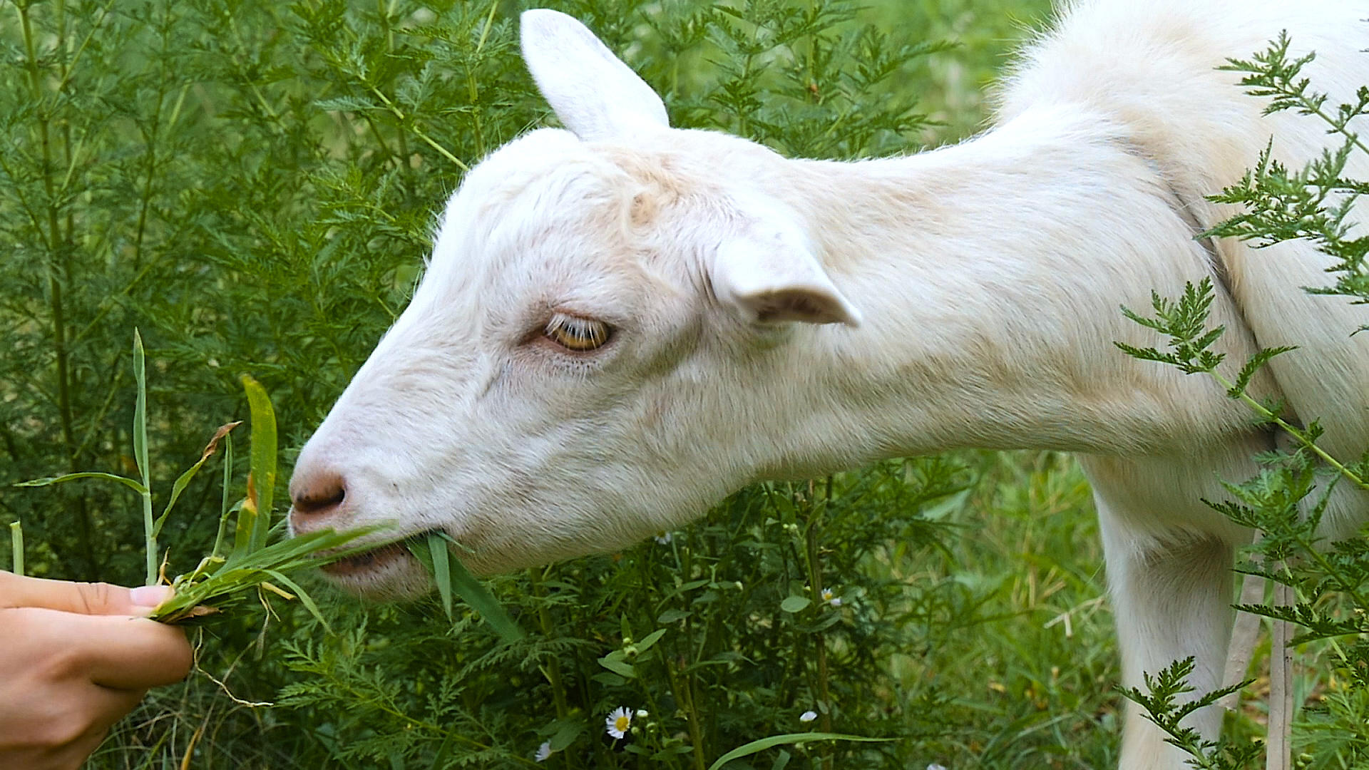 实拍吃草的奶羊视频的预览图