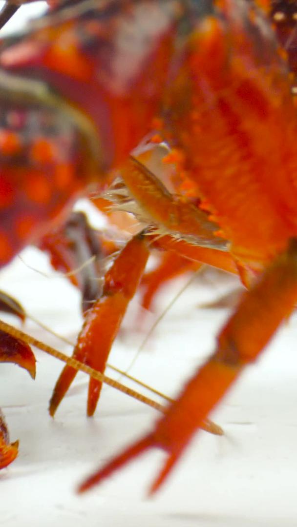 小龙虾生鲜食材活虾虾虾子视频的预览图
