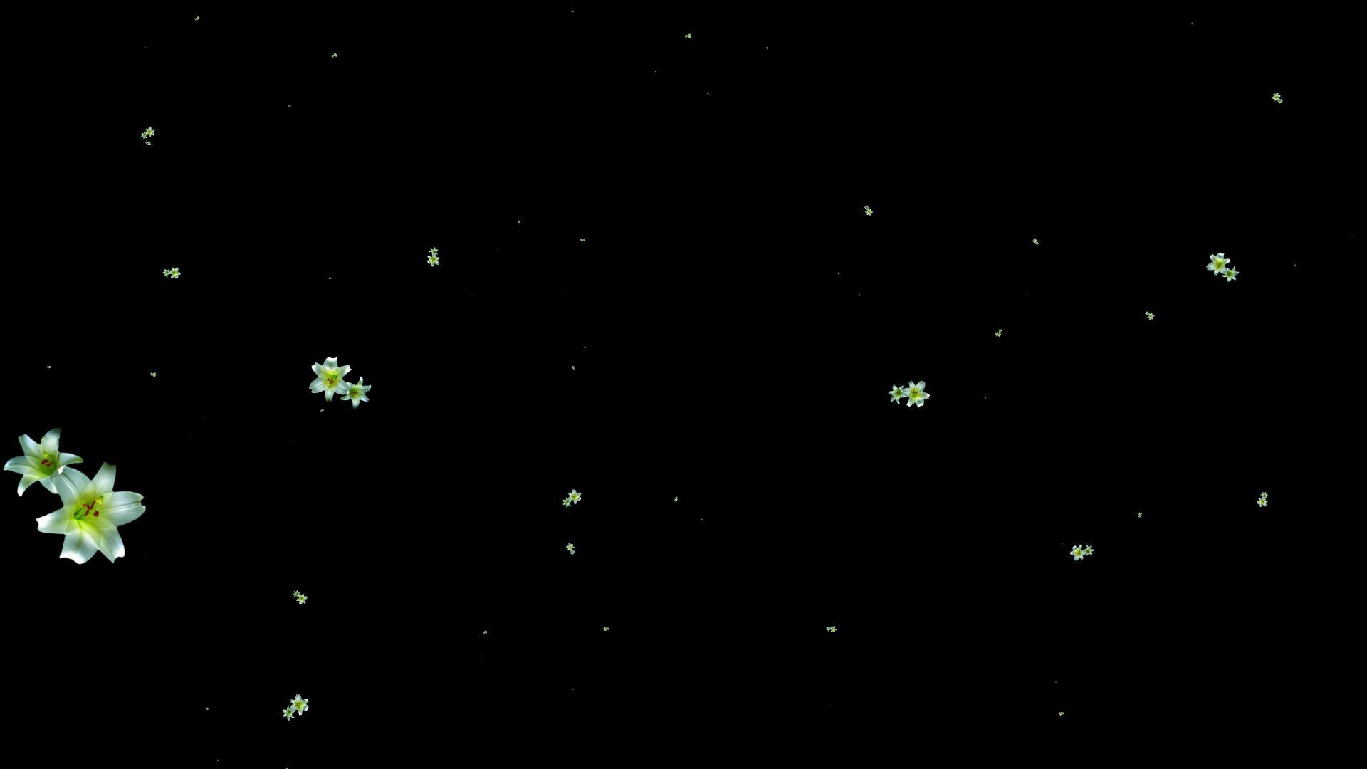 粒子花冲屏视频的预览图