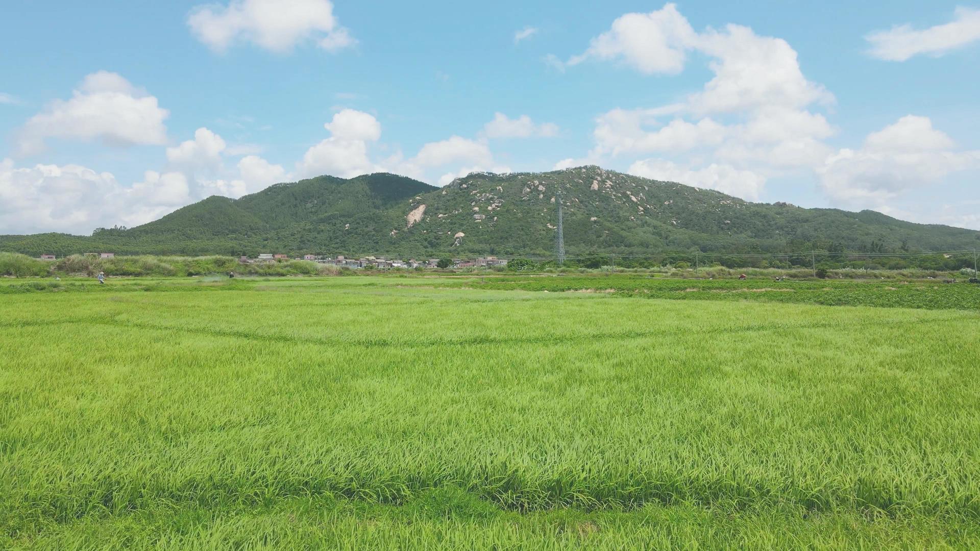 夏季风中美丽的水稻农作物视频的预览图