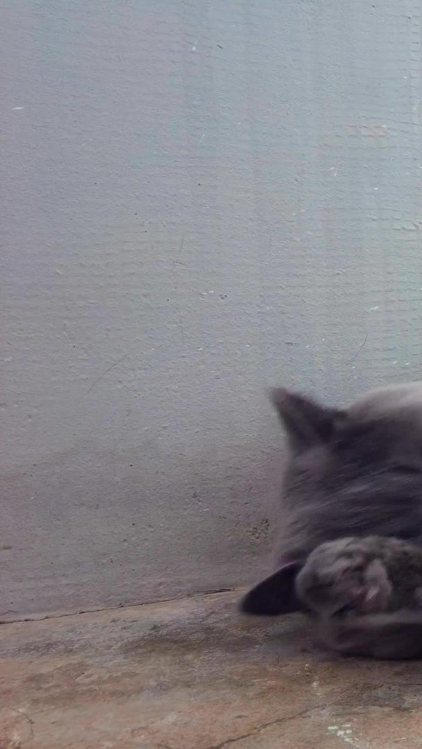 拍摄可爱的黑灰色不知名品种的珍贵宠物猫视频的预览图
