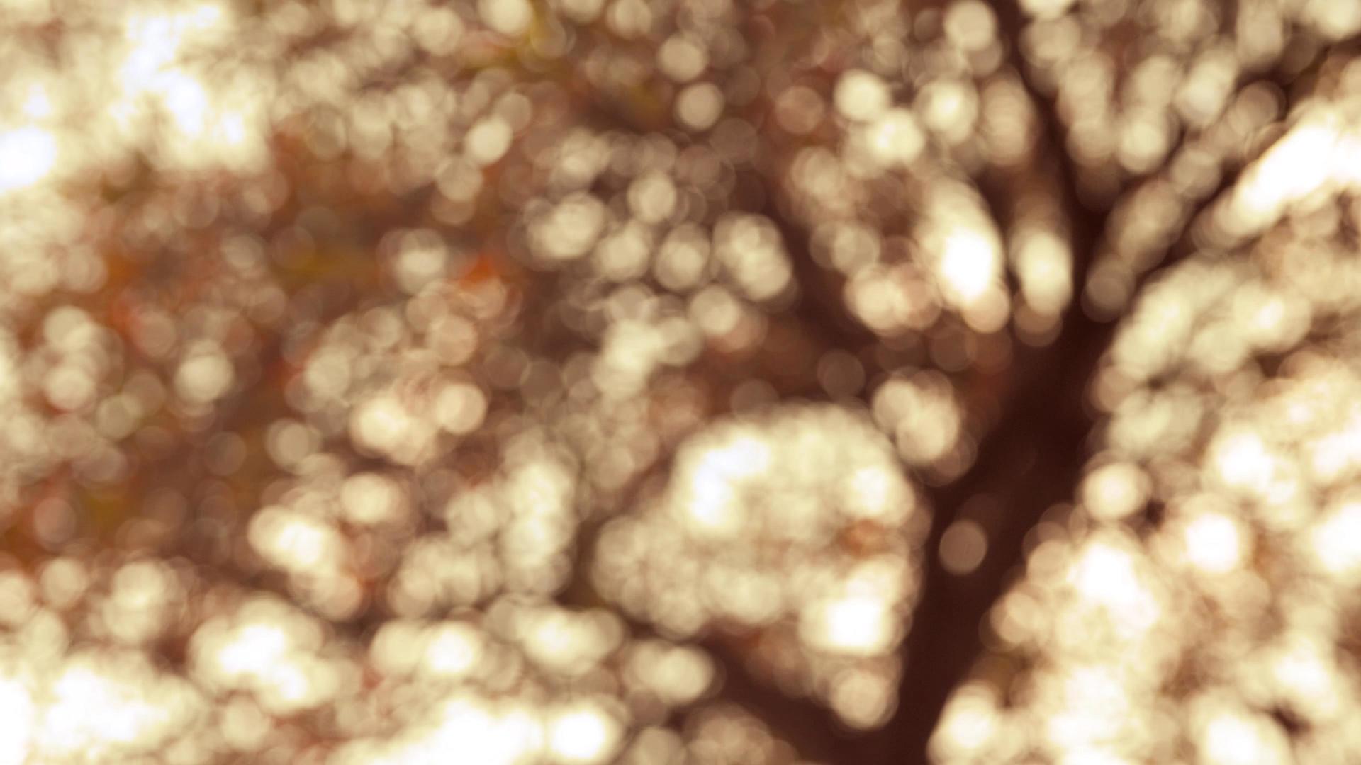 秋天黄树光影光斑视频的预览图