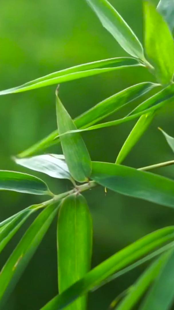 竹叶实拍美丽自然风景竹叶视频的预览图