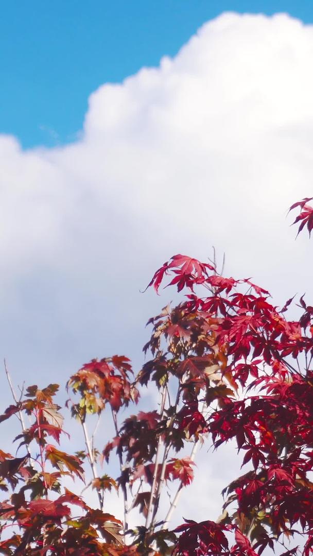 秋天枫叶梧桐叶视频的预览图