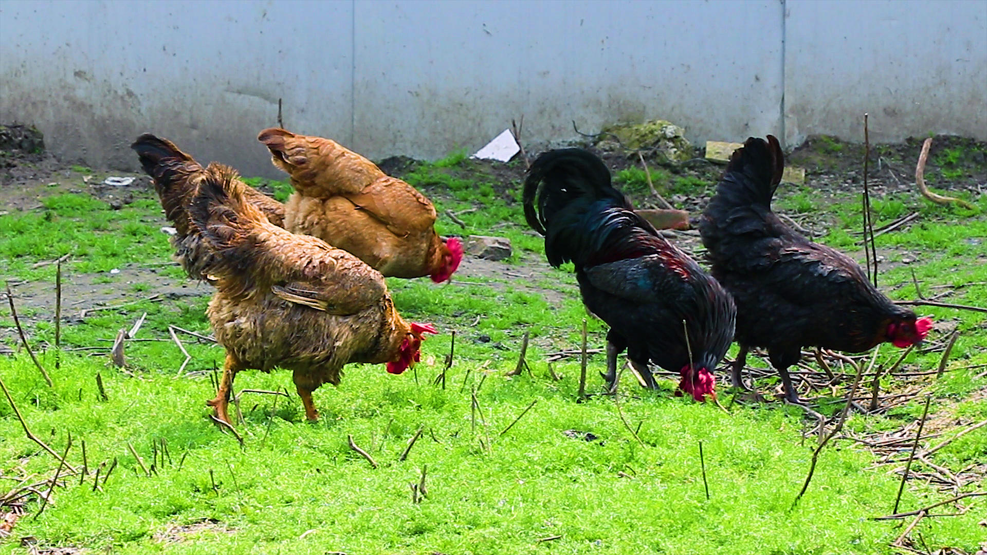 农村散养草鸡视频的预览图