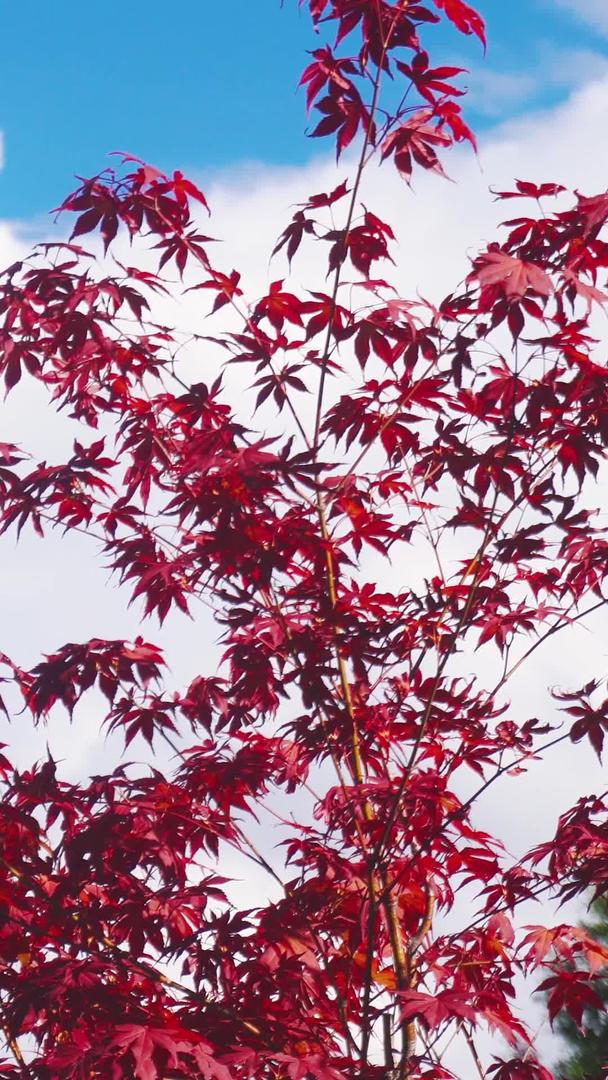 秋天枫叶梧桐叶视频的预览图