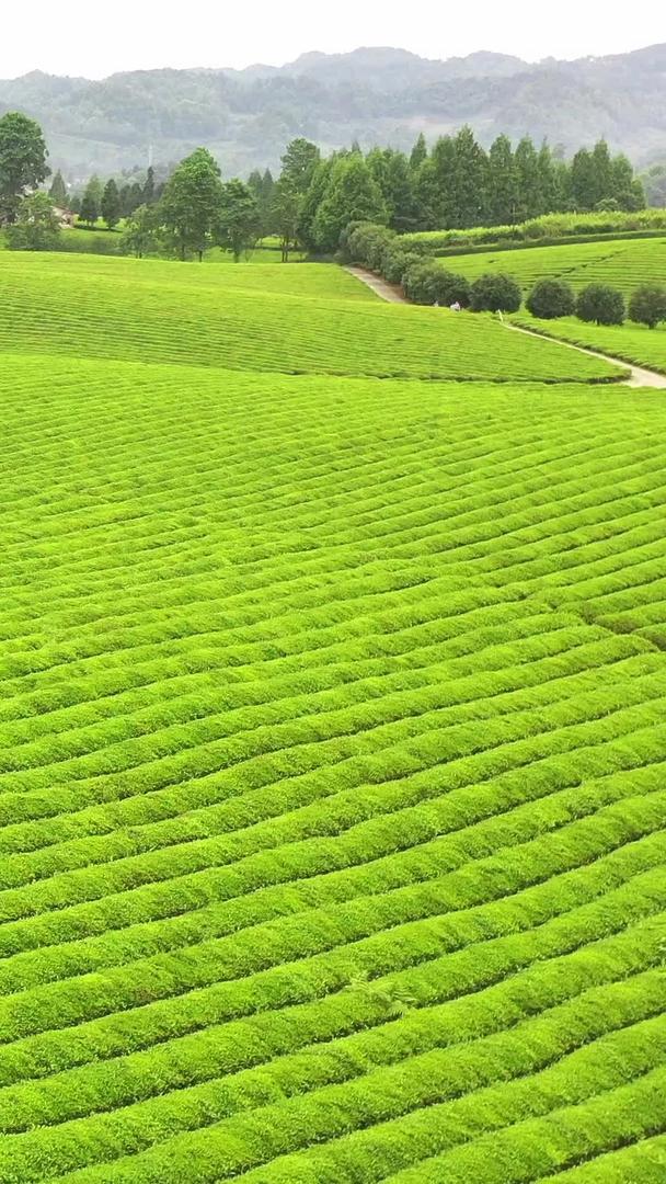 贵州湄潭茶园风光中国茶海视频的预览图